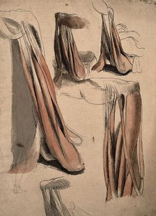 The muscles and tendons of the leg and the arm (?), 1815. Creator: Charles Landseer.