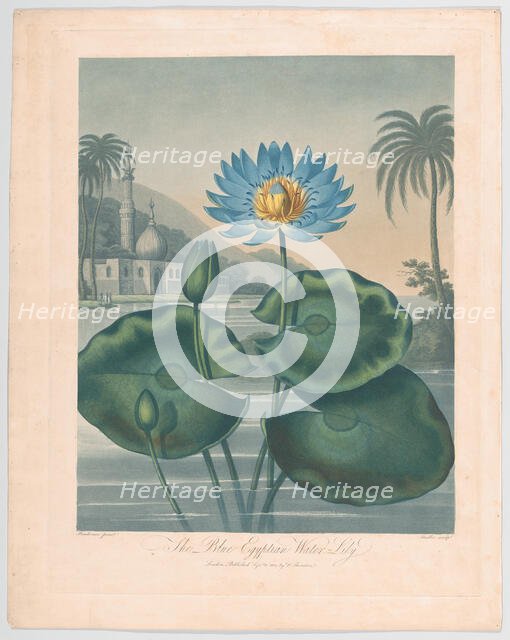 The Blue Egyptian Water Lily, September 11, 1804. Creator: Joseph Constantine Stadler.