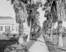 An Avenue of palms, Miami, Fla., c.between 1910 and 1920. Creator: Unknown.