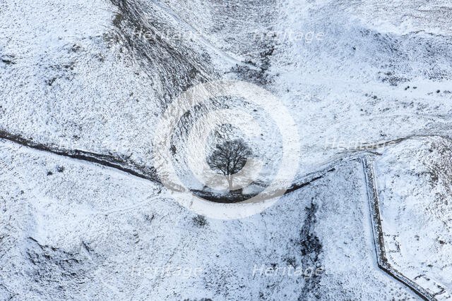 Sycamore Gap Tree on Hadrian's Wall in the snow, Northumberland, 2018. Creator: Emma Trevarthen.