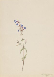 Pentstemon (Pentstemon procerus), 1905. Creator: Mary Vaux Walcott.