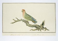 Agapornis roseicollis (Rosy-faced lovebird), 1777-1786. Creator: Robert Jacob Gordon.