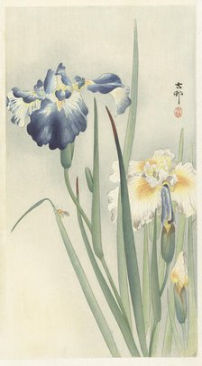 Irises. Creator: Ohara, Koson (1877-1945).