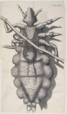 Louse clinging to a human hair in Hooke's Micrographia, 1665 Artist: Unknown