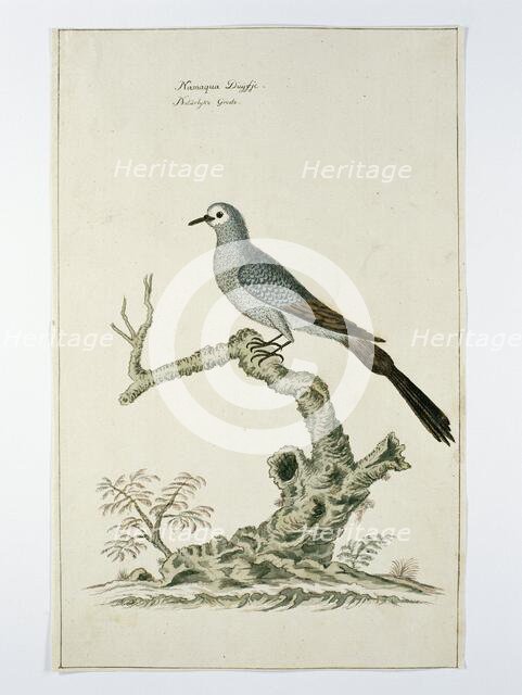 Oena capensis (Namaqua dove), c.1778. Creator: Robert Jacob Gordon.