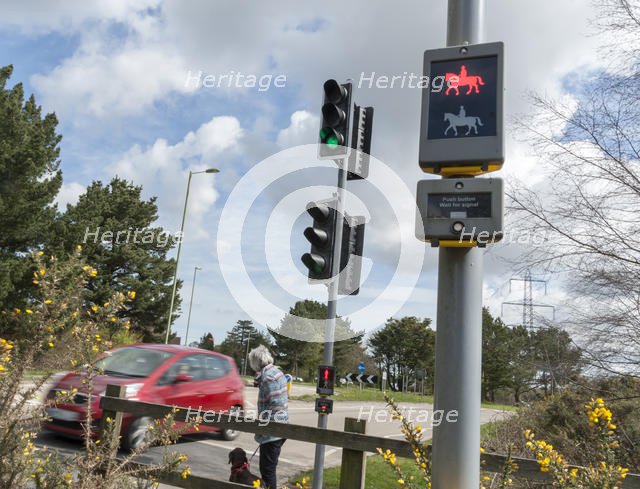 Pedestrian with dog using pelican crossing on road at Dibden Purlieu, Hampshire 2016. Creator: Unknown.