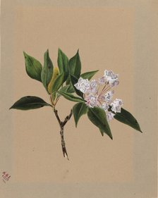 Mountain Laurel (Kalmia latifolia), 1879. Creator: Mary Vaux Walcott.