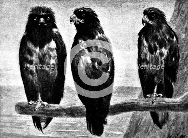 Three Watchers - by H. Stacy Marks, R.A., 1895. Creator: George Meisenbach.