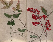 Leafy stem of a green brier (Smilax species) with fruit and leaves of an unidentified shrub. Creator: Unknown.