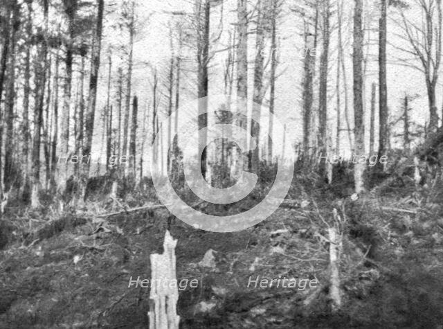 ''En Alsace; Les bois de l'Hartmannswillerkopf apres l'enlevement du sommet', 1915. Creator: Unknown.