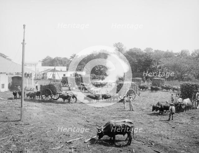 Weighing sugar cane before unloading at the mill, c1904. Creator: Unknown.