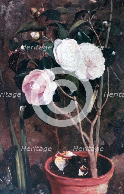 'Camelias', 19th century. Artist: Antonio Costa