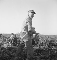 Migratory field worker pulling carrots, Imperial Valley, California, 1939. Creator: Dorothea Lange.