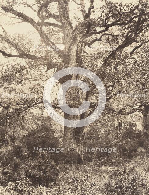 Près du Bodmer, 1860s. Creator: Eugène Cuvelier.