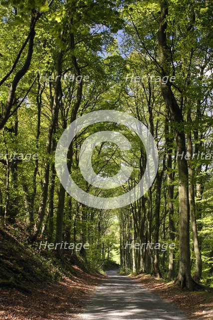 Tree-lined road, Castleton, Derbyshire.