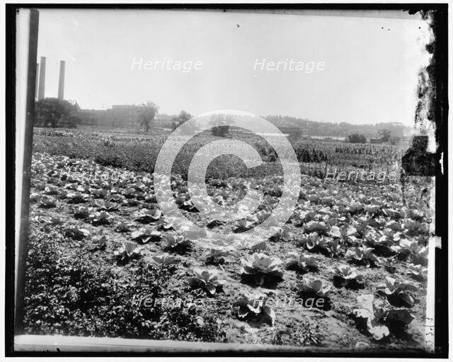 Food Garden Commission, between 1910 and 1920. Creator: Harris & Ewing.