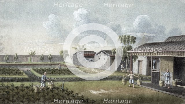 Watering tea plants, China, 19th century. Artist: Unknown