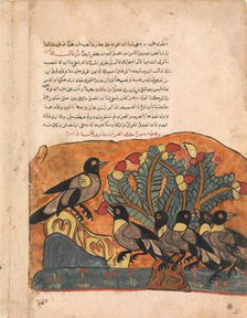 The Crow King Consults his Ministers, Folio from a Kalila wa Dimna, 18th century. Creator: Unknown.