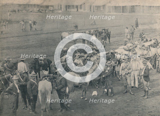 'Plumer's Horse', c1900. Creator: Unknown.