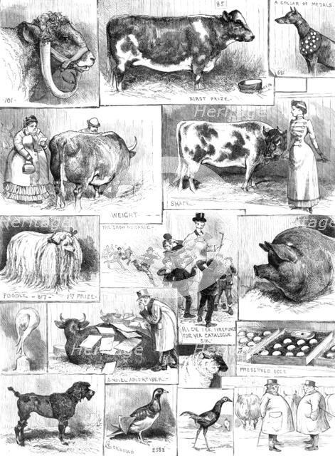 The Birmingham Cattle, Poultry, and Dog Show, 1883. Creator: Unknown.