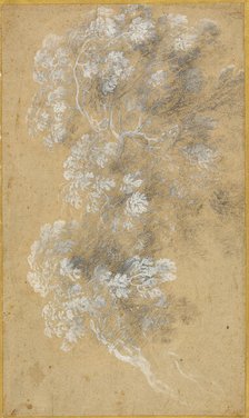 Sketch of Foliage and Branches, c. 1645-50. Creator: Angeluccio.