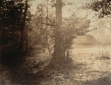 Tree Study, Forest of Fontainebleau, ca. 1856. Creator: Gustave Le Gray.
