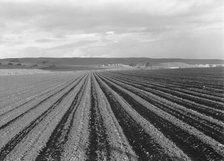 Large-scale pea fields, near San Juan Bautista, California, 1939. Creator: Dorothea Lange.