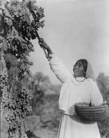 Gathering hanamh - Papago woman picking cactus fruit with wooden stick, Arizona, c1907. Creator: Edward Sheriff Curtis.
