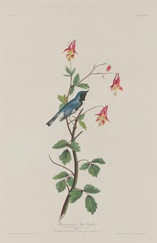 Black-throated Blue Warbler, 1832. Creator: Robert Havell.