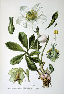 Black hellebore, 1893. Artist: Unknown