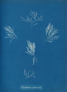 Polysiphonia fruticulosa, ca. 1853. Creator: Anna Atkins.