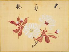 From the Sketch Book of Sakura (Cherry Blossoms), Between 1830 and 1853. Creator: Sakamoto, Konen (1800-1853).