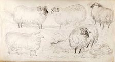 A Flock of Five Sheep, 1825-1839. Creator: James Howe.