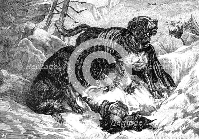 St. Bernard dogs finding a traveller in the snow, 1883. Creator: Unknown.