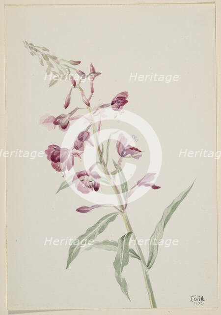 Fireweed (Epilobium angustifolium), 1902. Creator: Mary Vaux Walcott.