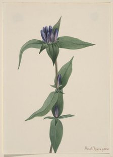 Bottle Gentian (Gentiana saponaria), 1905. Creator: Mary Vaux Walcott.