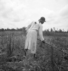 Hoe culture in the South, Mississippi, 1936. Creator: Dorothea Lange.