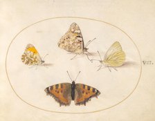 Plate 8: Four Butterflies, c. 1575/1580. Creator: Joris Hoefnagel.
