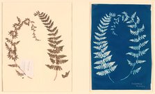 From the Hatton Fern Album, c. 1850. Creator: Anon.