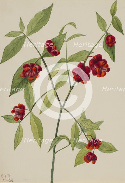 Strawberry Bush-"Hearts Bustin' with Love" (Euonymus Americanus), 1930. Creator: Mary Vaux Walcott.