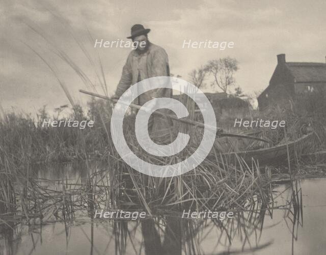 Cutting the Gladdon, 1886. Creators: Dr Peter Henry Emerson, Thomas Frederick Goodall.
