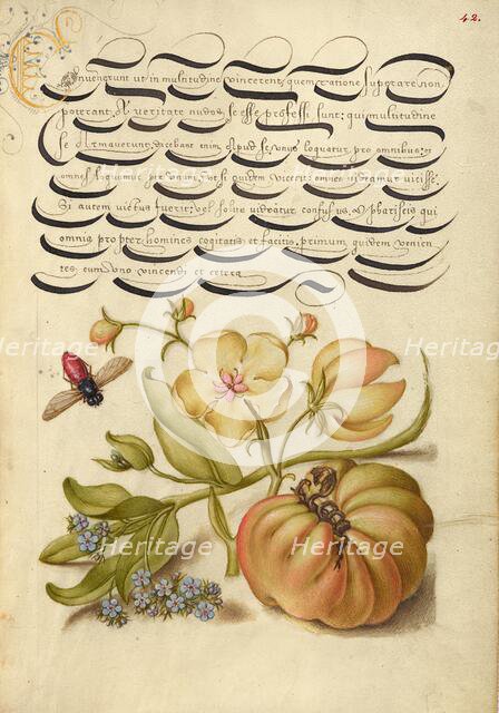 Insect, Moth Mullein, Forget-Me-Not, and Tomato, 1561-1562; illumination added 1591-1596. Creator: Joris Hoefnagel.