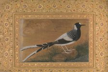 Spotted Forktail, Folio from the Shah Jahan Album, recto: ca. 1610-15; verso ca. 1540. Creator: Abu al-Hasan.
