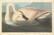 Trumpeter Swan, 1838. Creator: Robert Havell.