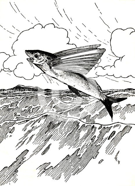 'The Flying Fish', 1912. Artist: Charles Robinson.