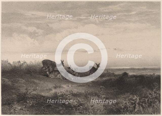 Les biches. Creator: Karl Bodmer.