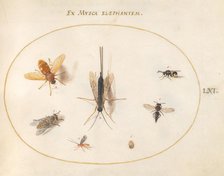 Plate 61: Seven Insects, Including a Small Striped Beetle, c. 1575/1580. Creator: Joris Hoefnagel.