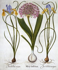 Purple Sensation, and Spanish Irises, from 'Hortus Eystettensis', by Basil Besler (1561-1629), pub. 
