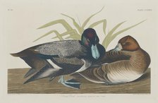 Scaup Duck, 1834. Creator: Robert Havell.
