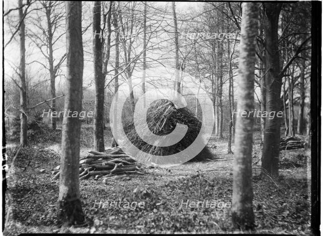 Rewell Wood, Arundel, Arun, West Sussex, 1908. Creator: Katherine Jean Macfee.